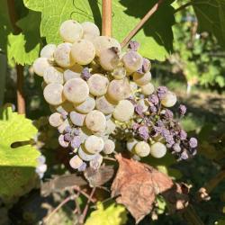 Domaine Paul Ginglinger Depuis 1610 - Vins & Crémant D'alsace Bio