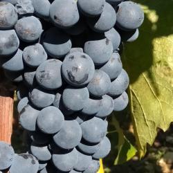 Domaine Pellerin