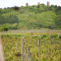 Domaine Pierre De Vigne