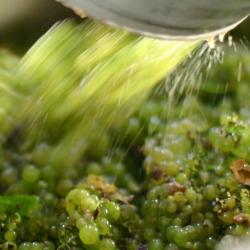 Domaine Pinson Laurent Scea