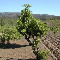 Domaine Pons Gralet