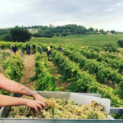 Domaine Pontifical