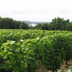 Domaine Roger Pabiot Et Ses Fils