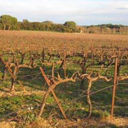 Domaine Saint Savournin