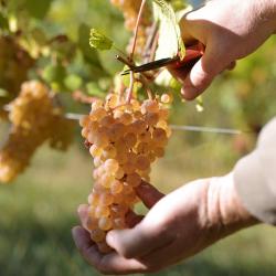 Domaine Schneider Jean Marc