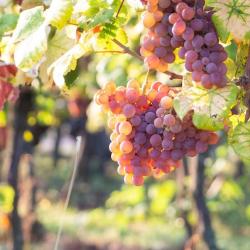 Domaine Seilly