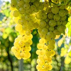 Domaine Treuillet