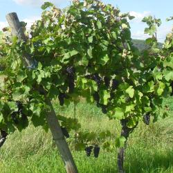 Domaine Ulmer