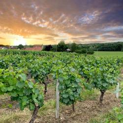 Domaine Viticole Laurent Pasquier