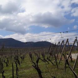 Domaine Weber