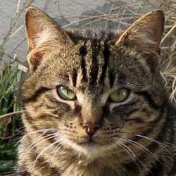 Dorothée Cats