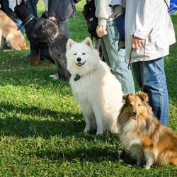 Dressage Canin 16