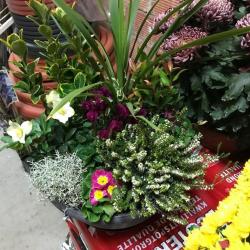 Droguerie Ets Dupin Graineterie