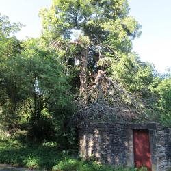 Dr.tree Arboriste Grimpeur