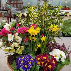 D.s.ligneau Horticulture