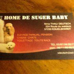 Elevage Du Home De Sugar Baby