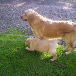Un Chien Enor