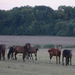 Ferme Equestre Des Proyes
