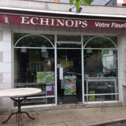 Echinops Votre Fleurs