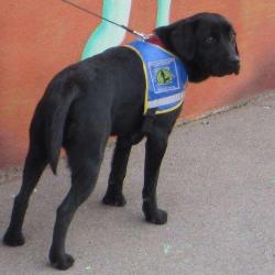 Ecole De Chiens-guides D'aveugles Du Centr