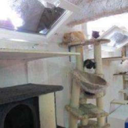 école Du Chat Libre