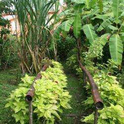 Ecotours Jardin Créole