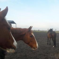 Ecuries D'houdancourt