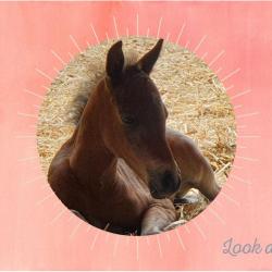 Ecuries De La Licorne