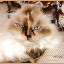 Eden Cats