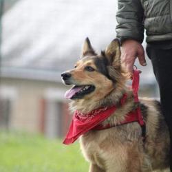 Educ Sport Dog