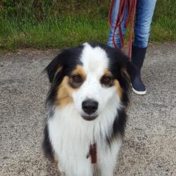 Educateur Canin Comportementaliste Du Perche