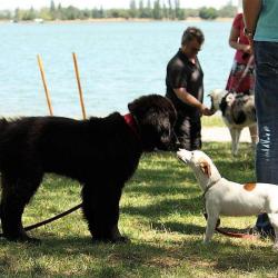 Educateur Canin Comportementaliste