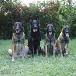 Education Canine Drome
