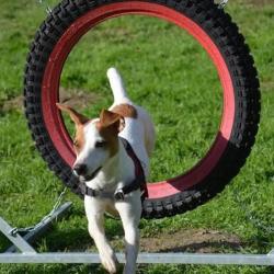 Education Du Chien De Compagnie