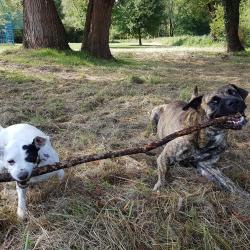 Education Formation Pension Canine Les 2 Complices Bas Rhin Alsace
