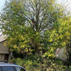 Elagage Lorrain
