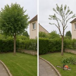 élagage Paris