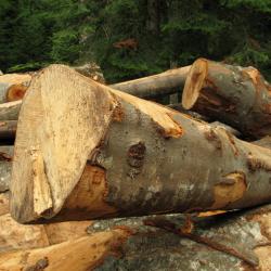 Elagueur 38