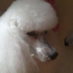 Elégance Canine