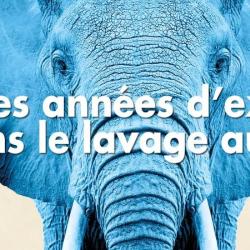Eléphant Bleu