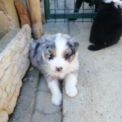 Elevage Canin De La Tuiliére