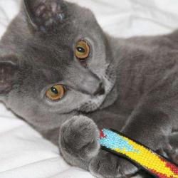Elevage Canin Et Felin