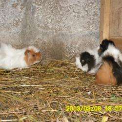 Elevage Cochon D'inde Rosette Peruvien