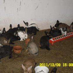 Elevage De Lapins