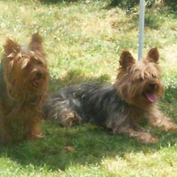 Elevage De Yorkshires Terriers