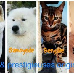 élevage Familial En Plein Air De Chats Et Chiens Exotiques