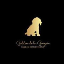 Elevage Golden Retriever De La Gorgère