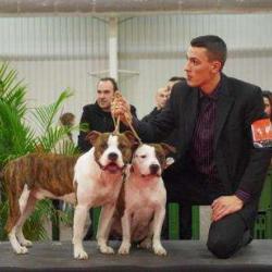 Elevage Of Passion Amstaff