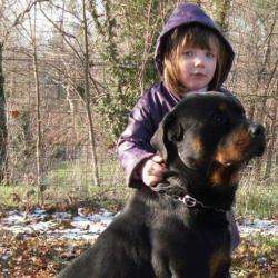 Elevage Professionnel De Rottweiler
