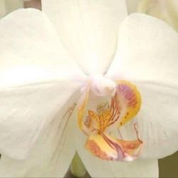 Elusa Fleurs